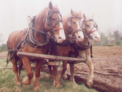 Three work horses